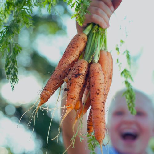 grow your own food